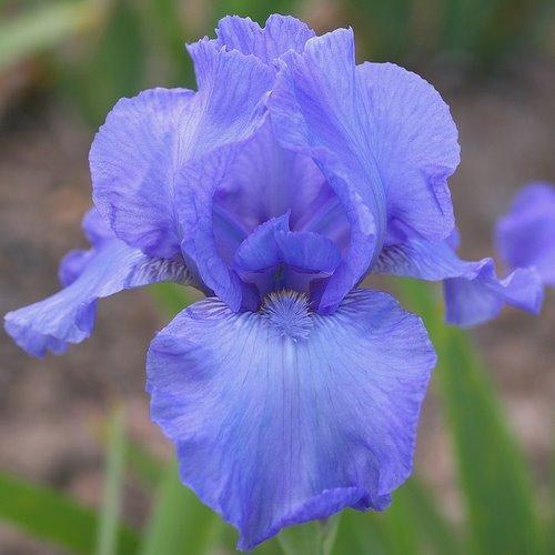 Photo of Intermediate Bearded Iris (Iris 'Farceur') uploaded by Misawa77