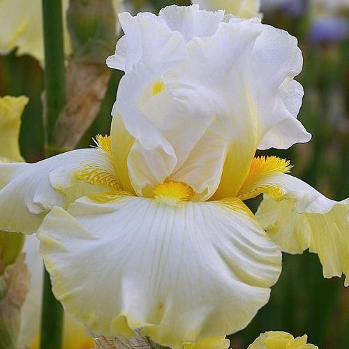 Photo of Tall Bearded Iris (Iris 'Domaine de Courson') uploaded by Misawa77