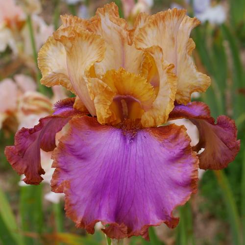 Photo of Tall Bearded Iris (Iris 'Au Sommet') uploaded by Misawa77