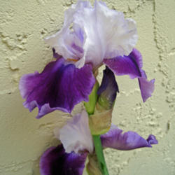 Location: Saratoga, CA
Date: 2014-04-09
This iris is blooming in a narrow 16" strip up against the house.