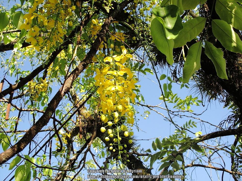 Photo of Golden Shower Tree (Cassia fistula) uploaded by bonitin