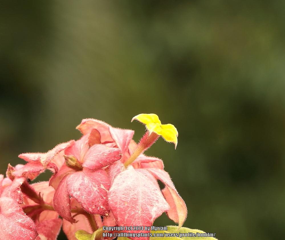 Photo of Paper-Rose (Mussaenda) uploaded by bonitin
