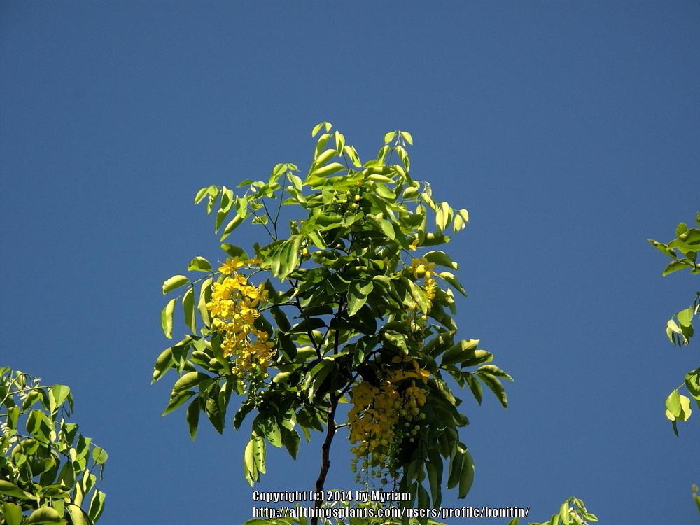 Photo of Golden Shower Tree (Cassia fistula) uploaded by bonitin