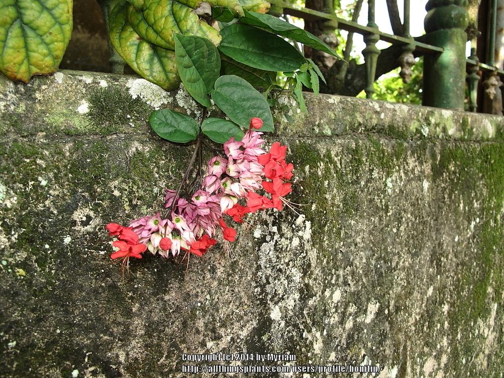 Photo of Clerodendrum poggei uploaded by bonitin