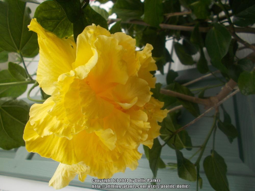 Photo of Tropical Hibiscus (Hibiscus rosa-sinensis 'Saffron Moon') uploaded by dollie