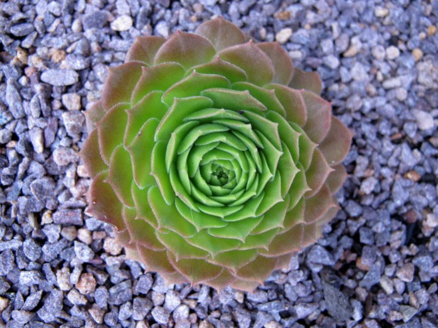 Photo of Hen and Chicks (Sempervivum 'Pacific Hepsport') uploaded by goldfinch4