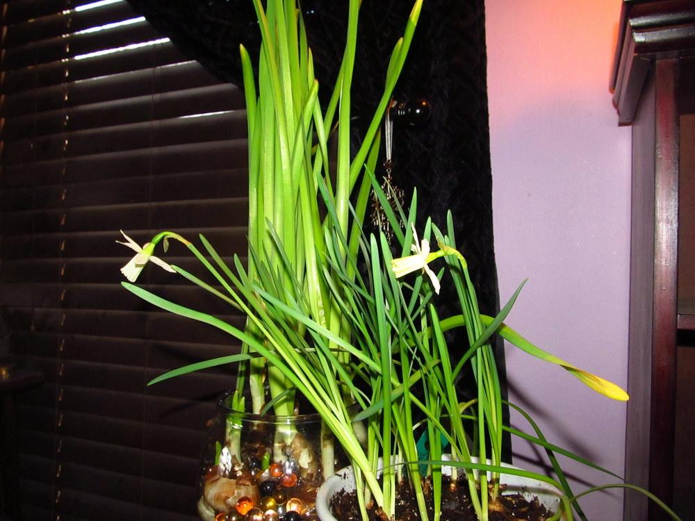 Photo of Trumpet Daffodil (Narcissus 'Elka') uploaded by jmorth