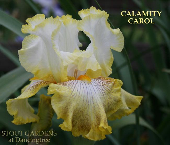 Photo of Tall Bearded Iris (Iris 'Calamity Carol') uploaded by Calif_Sue