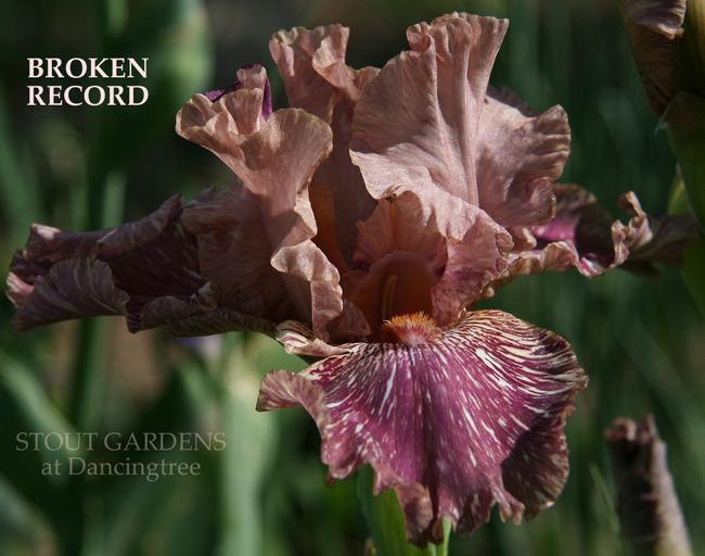 Photo of Tall Bearded Iris (Iris 'Broken Record') uploaded by Calif_Sue