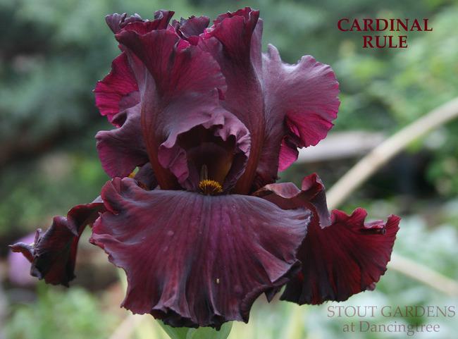Photo of Tall Bearded Iris (Iris 'Cardinal Rule') uploaded by Calif_Sue