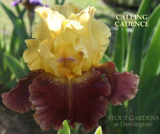 Photo of Tall Bearded Iris (Iris 'Calling Cadence') uploaded by Calif_Sue