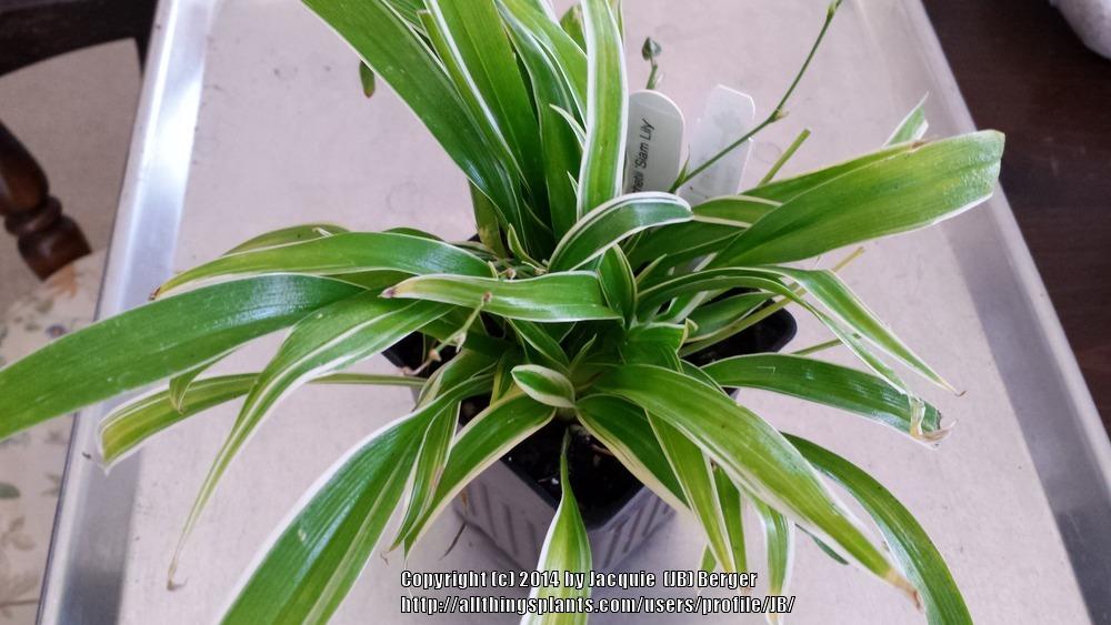 Photo of Variegated Spider Plant (Chlorophytum laxum 'Siam Lily') uploaded by JB