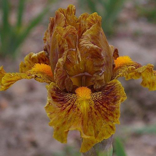 Photo of Intermediate Bearded Iris (Iris 'Roussette') uploaded by Misawa77