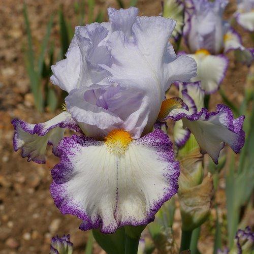 Photo of Tall Bearded Iris (Iris 'Eau Piquante') uploaded by Misawa77
