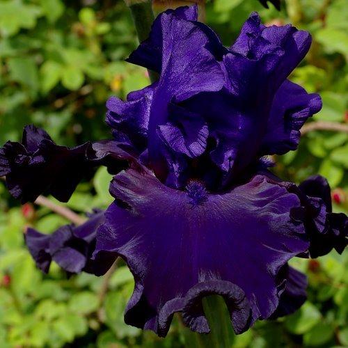 Photo of Tall Bearded Iris (Iris 'Eclipse de Mai') uploaded by Misawa77