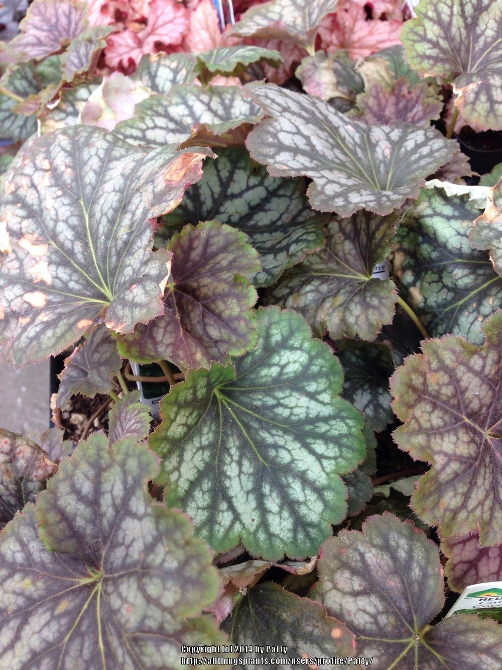 Photo of Coral Bells (Heuchera 'Carnival Cocomint') uploaded by Patty