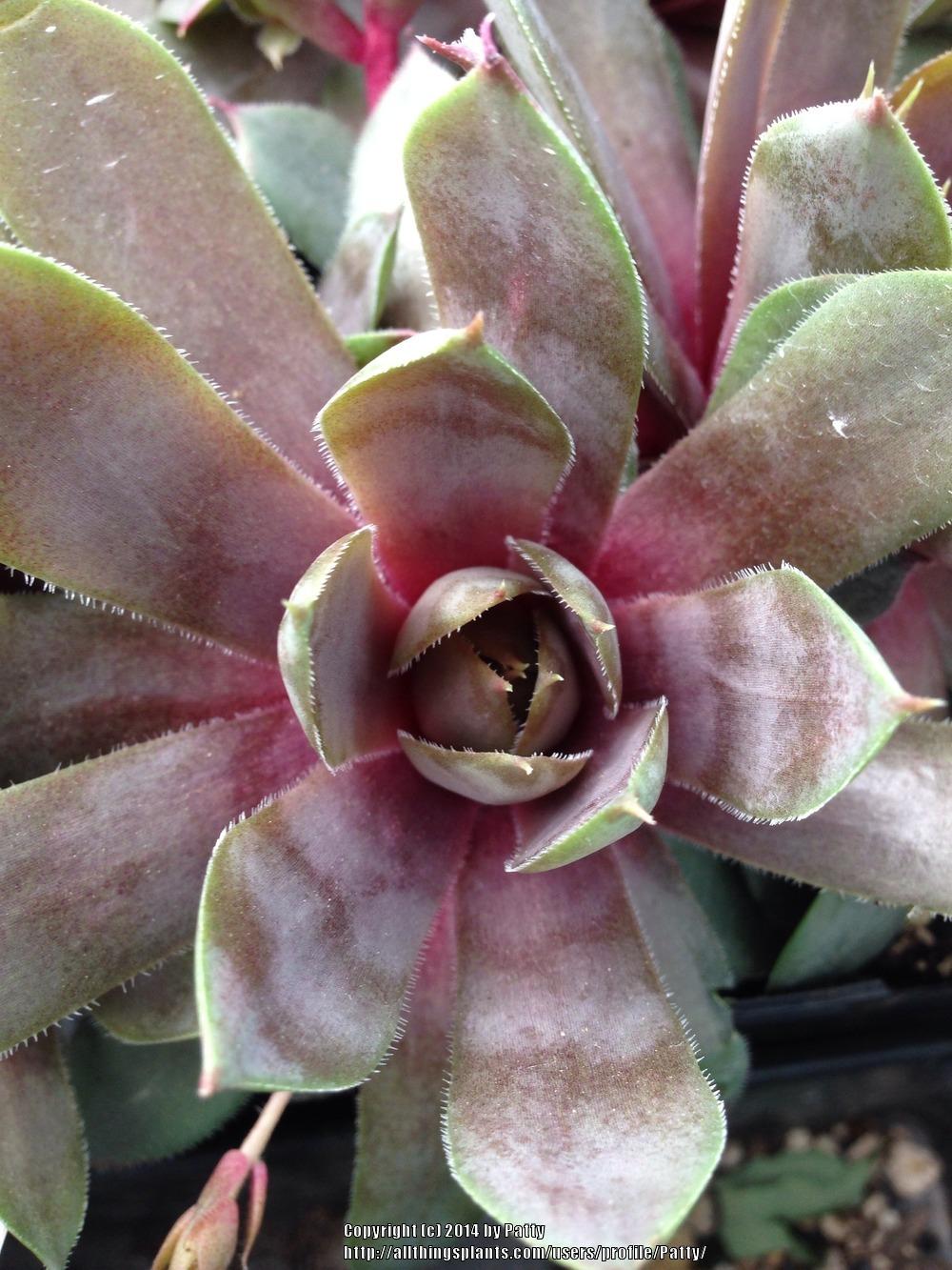 Photo of Hen and Chicks (Sempervivum 'Red Heart') uploaded by Patty