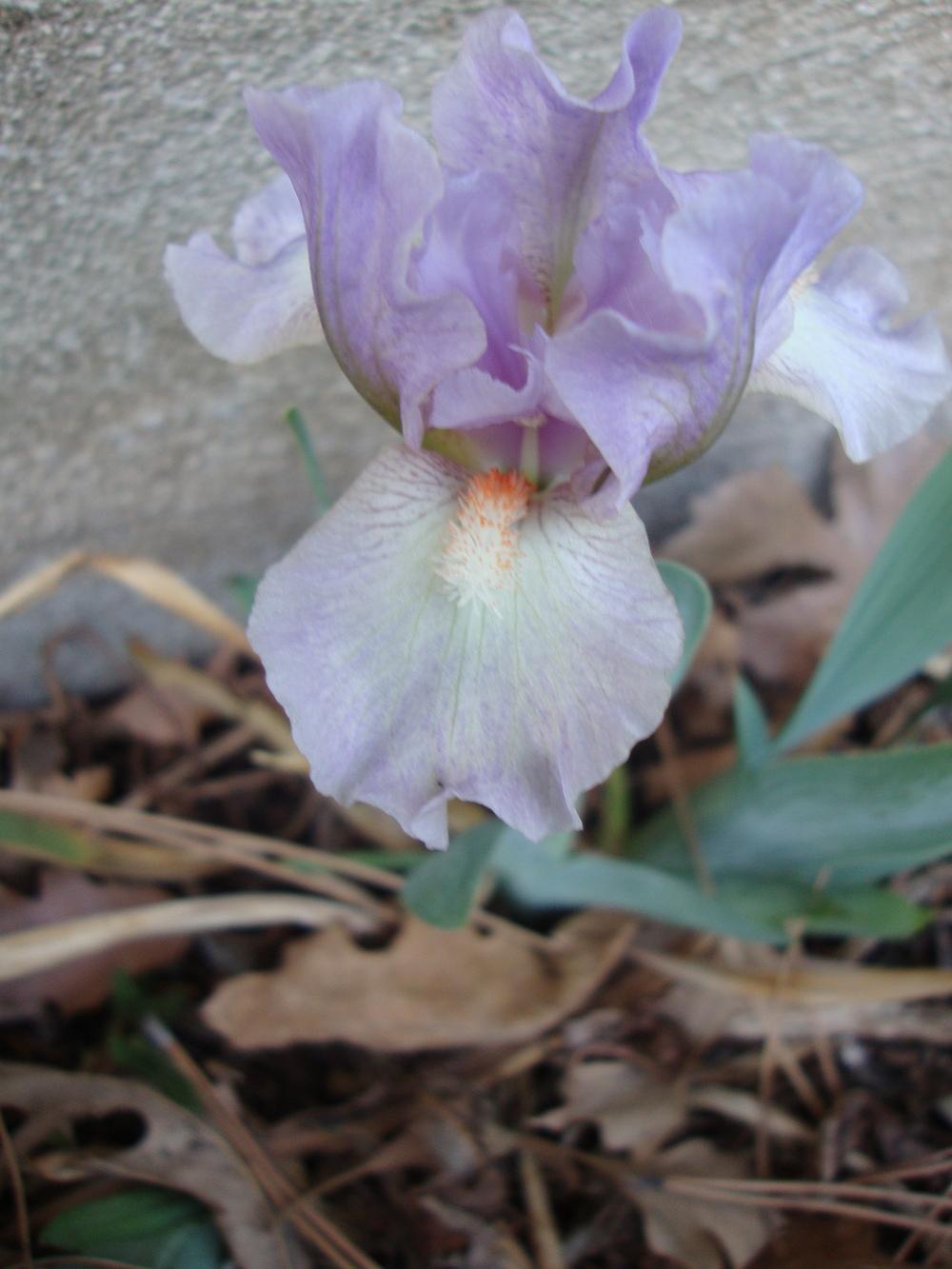 Photo of Standard Dwarf Bearded Iris (Iris 'Gal Pal') uploaded by Paul2032