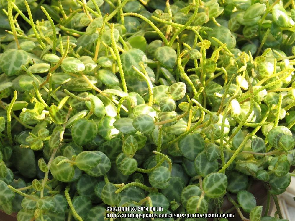 Photo of String of Turtles (Peperomia rotundifolia) uploaded by plantladylin
