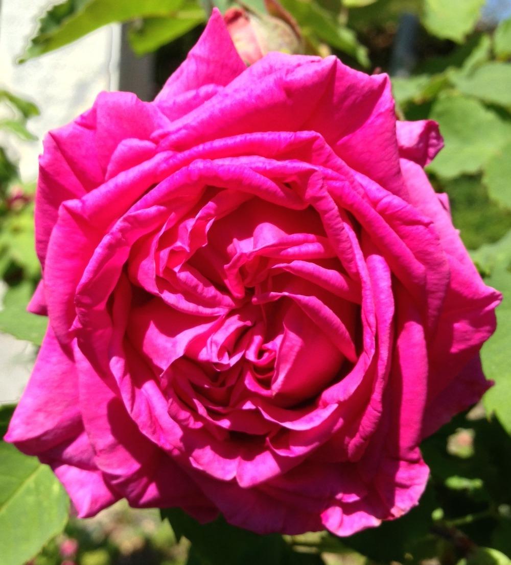 Photo of Rose (Rosa 'Madame Isaac Pereire') uploaded by HamiltonSquare