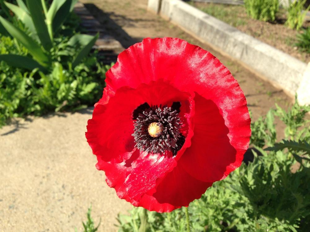 Photo of Field Poppy (Papaver rhoeas) uploaded by HamiltonSquare
