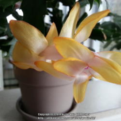 Location: JBsPlants at Roblyn Farm, New Jersey
Date: 2014-03-18
Xmas Flame aka Christmas Flame