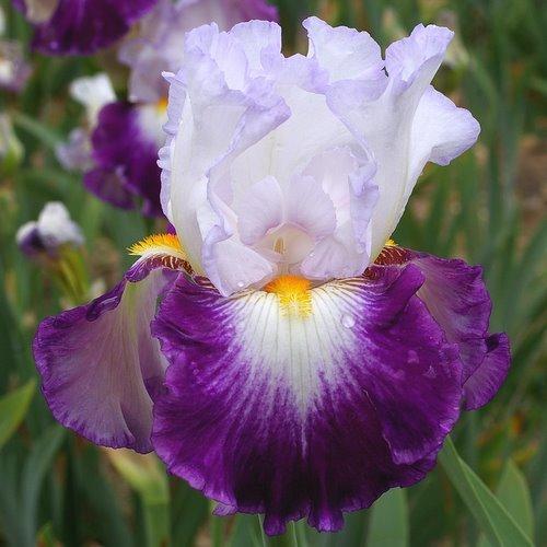 Photo of Tall Bearded Iris (Iris 'Charlie Ch') uploaded by Misawa77