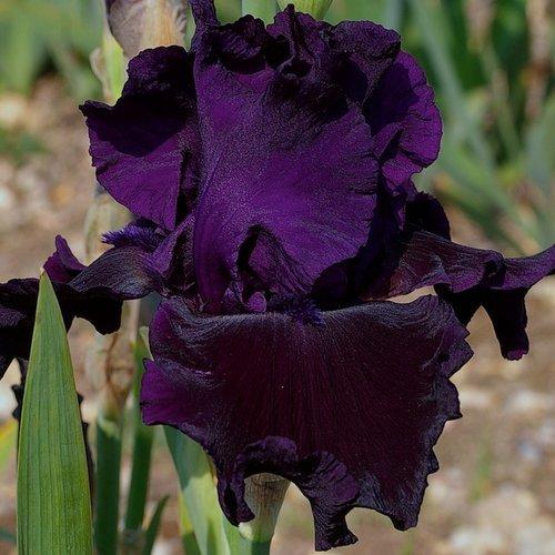 Photo of Tall Bearded Iris (Iris 'Nuit Satinée') uploaded by Misawa77