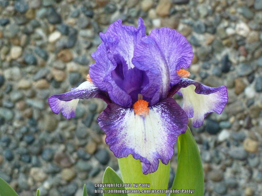 Photo of Standard Dwarf Bearded Iris (Iris 'Electrifying') uploaded by Patty