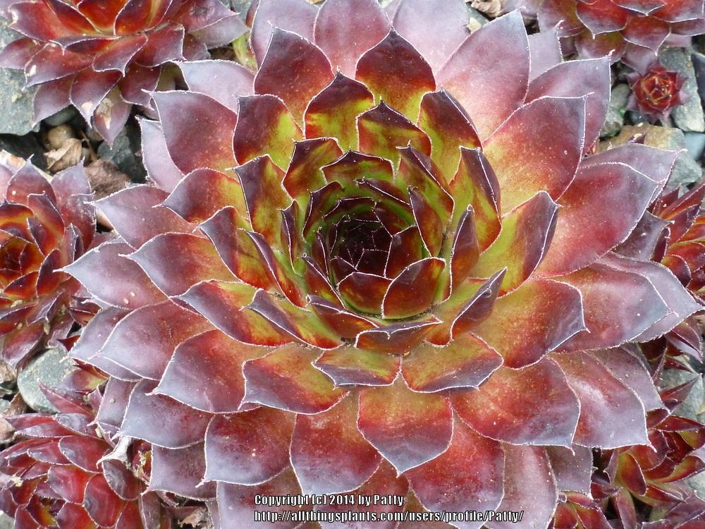 Photo of Hen and Chicks (Sempervivum 'Black') uploaded by Patty