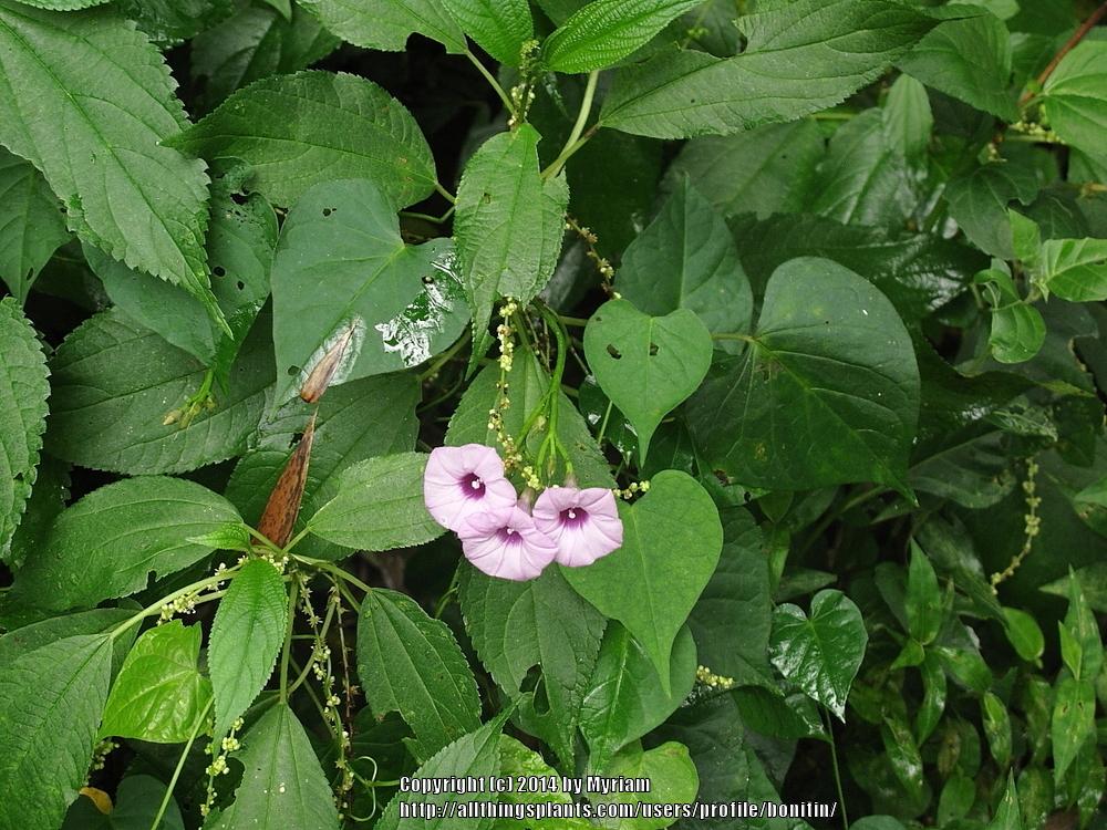Photo of Little Bell Morning Glory (Ipomoea triloba) uploaded by bonitin