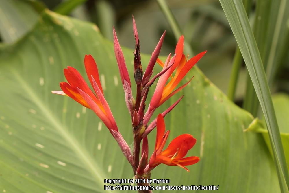 Photo of Canna Lily (Canna indica) uploaded by bonitin
