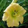 Photo Courtesy of Cheryl's Daylilies. Used with Permission.