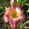 Photo Courtesy of Cheryl's Daylilies. Used with Permission.