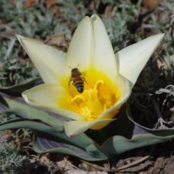 Location: My Garden, Utah
Date: 2014-03-23
#Pollination