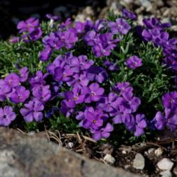 Location: My Garden, Utah
Date: 2014-04-08
'Lemhi Purple'