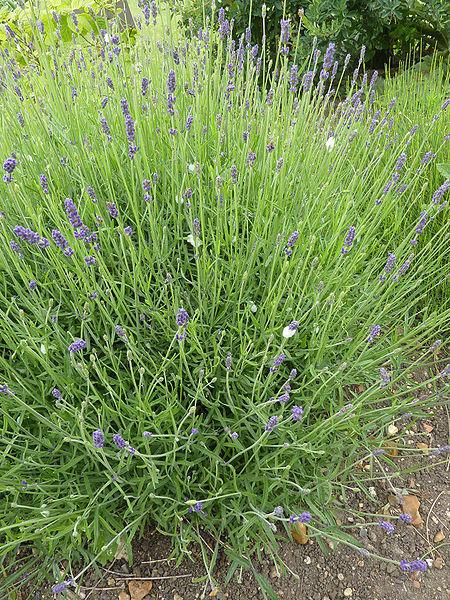 Photo of English Lavender (Lavandula angustifolia 'Hidcote') uploaded by robertduval14