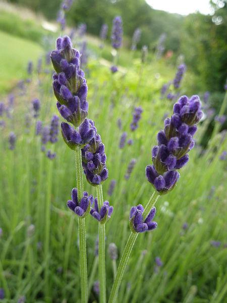 Photo of English Lavender (Lavandula angustifolia 'Hidcote') uploaded by robertduval14