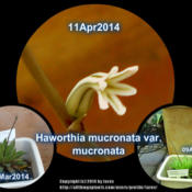 First bloom of our Haworthia mucronata var. mucronata