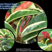 Hoya carnosa 'Krimson Queen' new growth in reddish pink this Spri