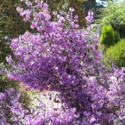 Location: Botanical Garden...Brookings, Oregon
Date: 2014-04-10