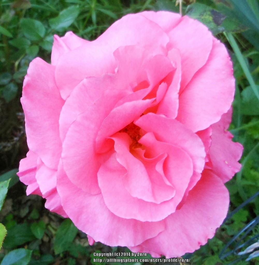 Photo of Rose (Rosa 'Florizel') uploaded by zuzu