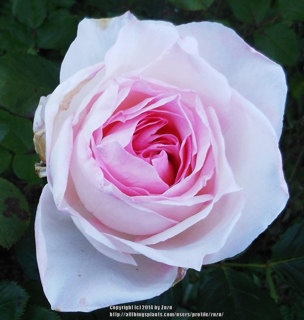 Photo of Rose (Rosa 'Kisme') uploaded by zuzu