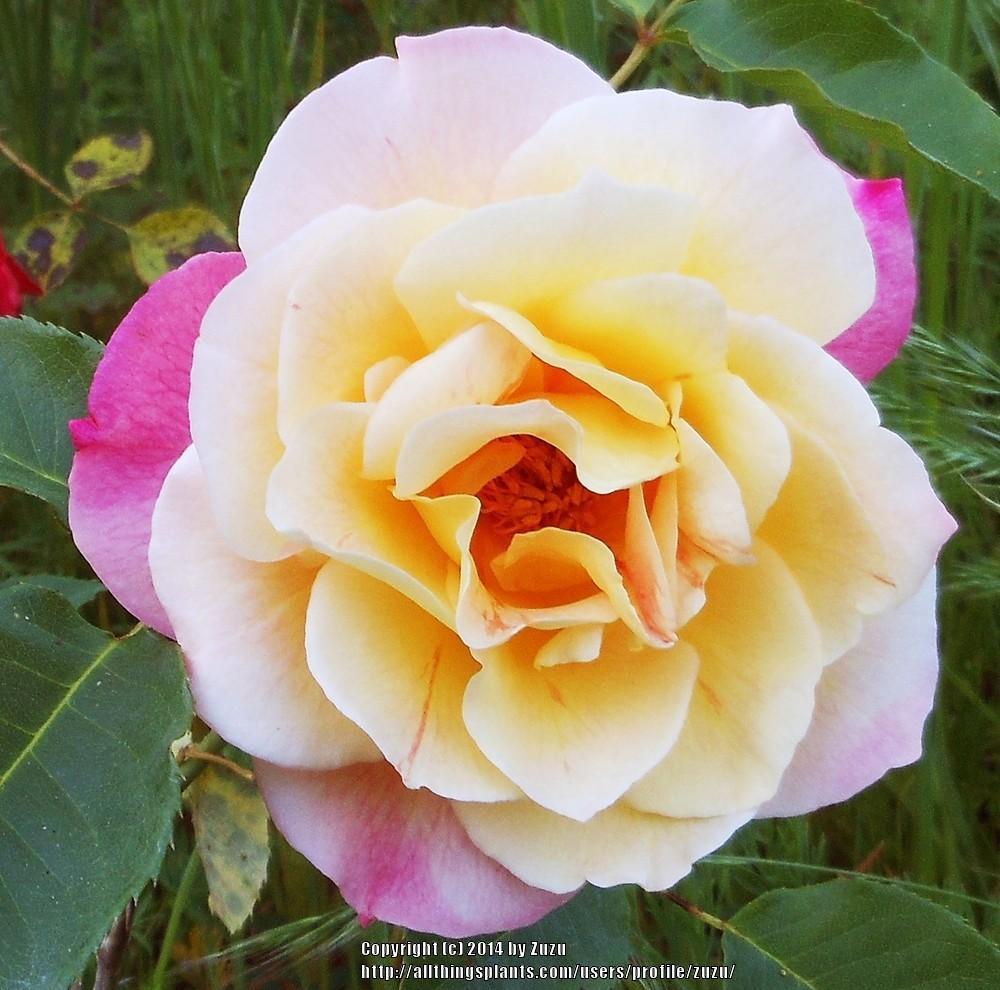 Photo of Rose (Rosa 'Girona') uploaded by zuzu