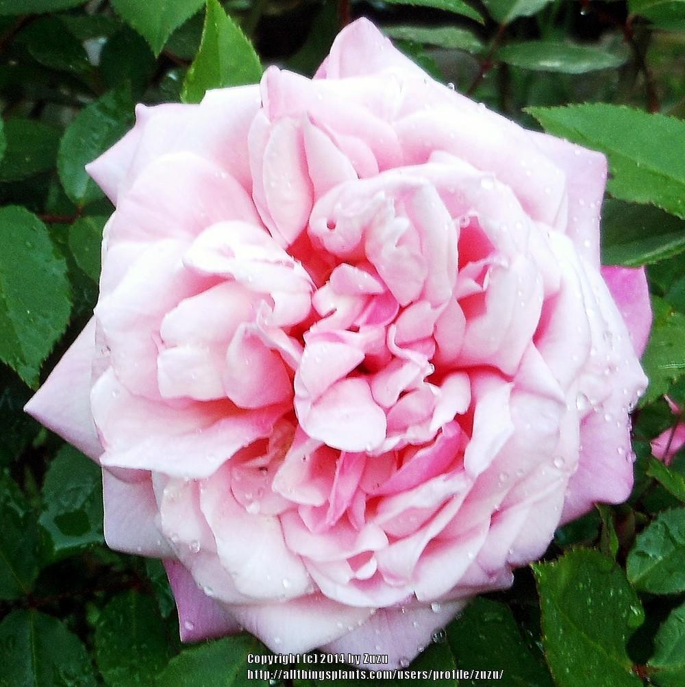 Photo of Rose (Rosa 'Madame Lombard') uploaded by zuzu