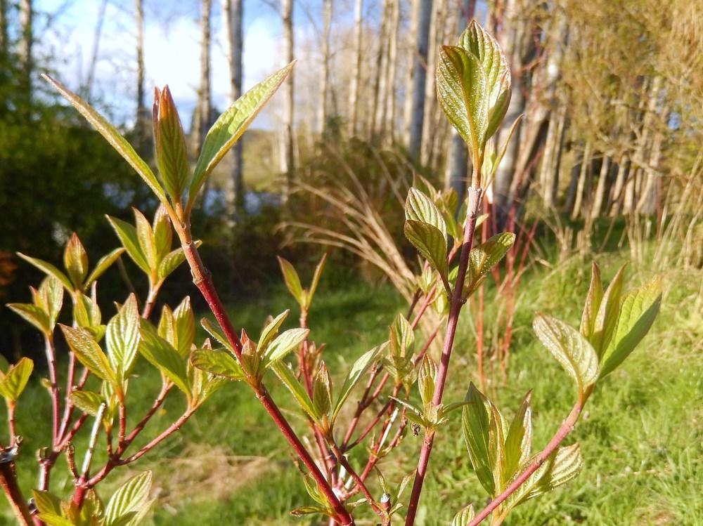 Photo of Red Twig Dogwood (Cornus sericea) uploaded by Bonehead