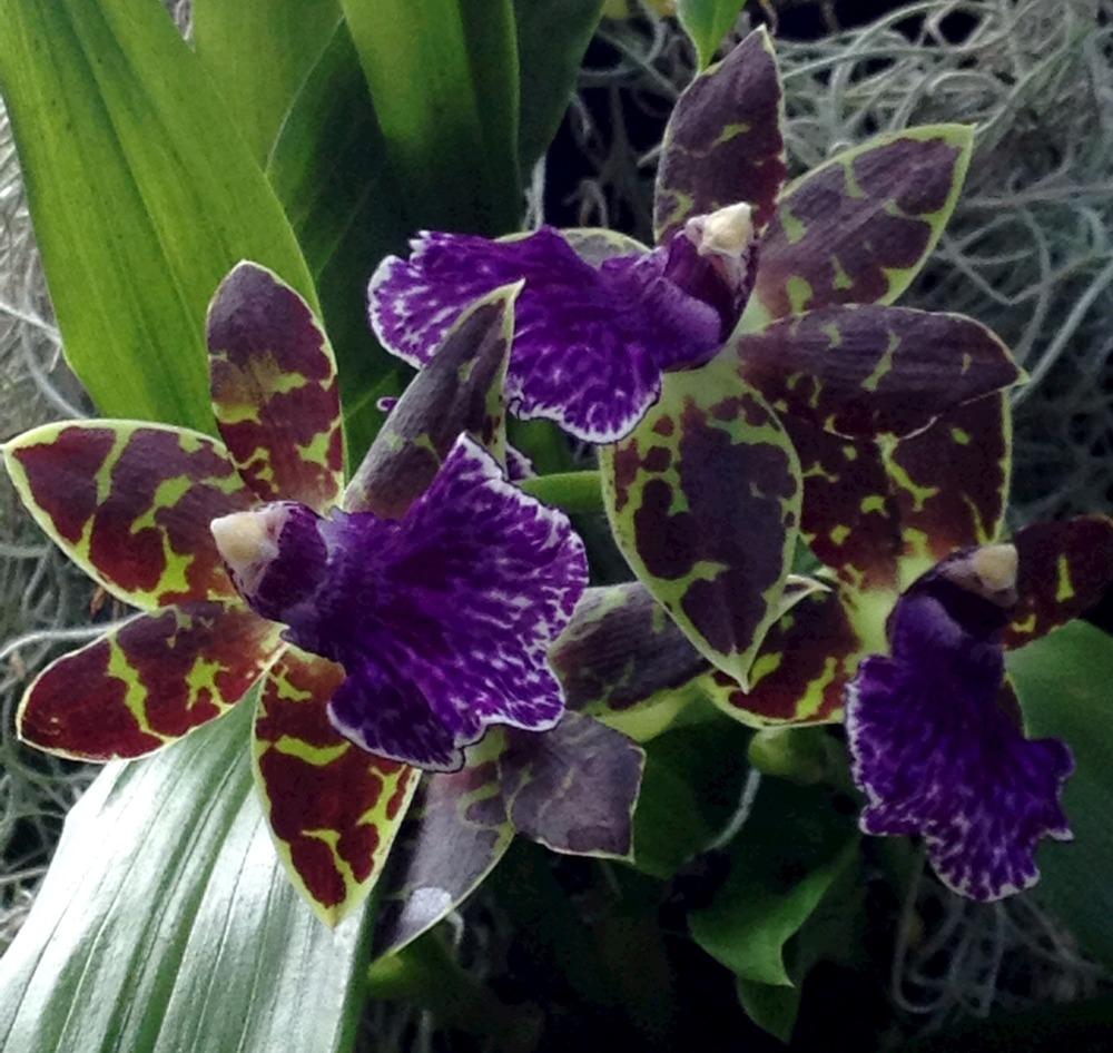 Photo of Orchid (Zygopetalum) uploaded by bxncbx