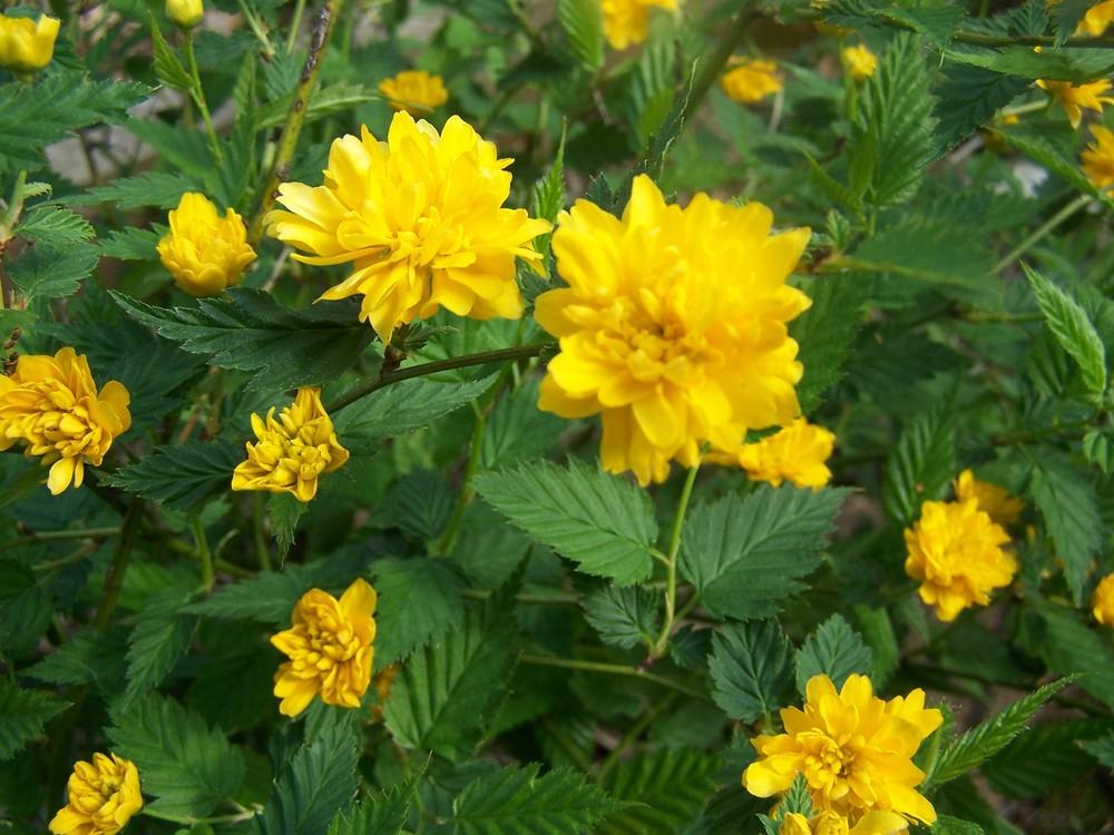 Photo of Double-Flowering Japanese Kerria (Kerria japonica 'Pleniflora') uploaded by chickhill