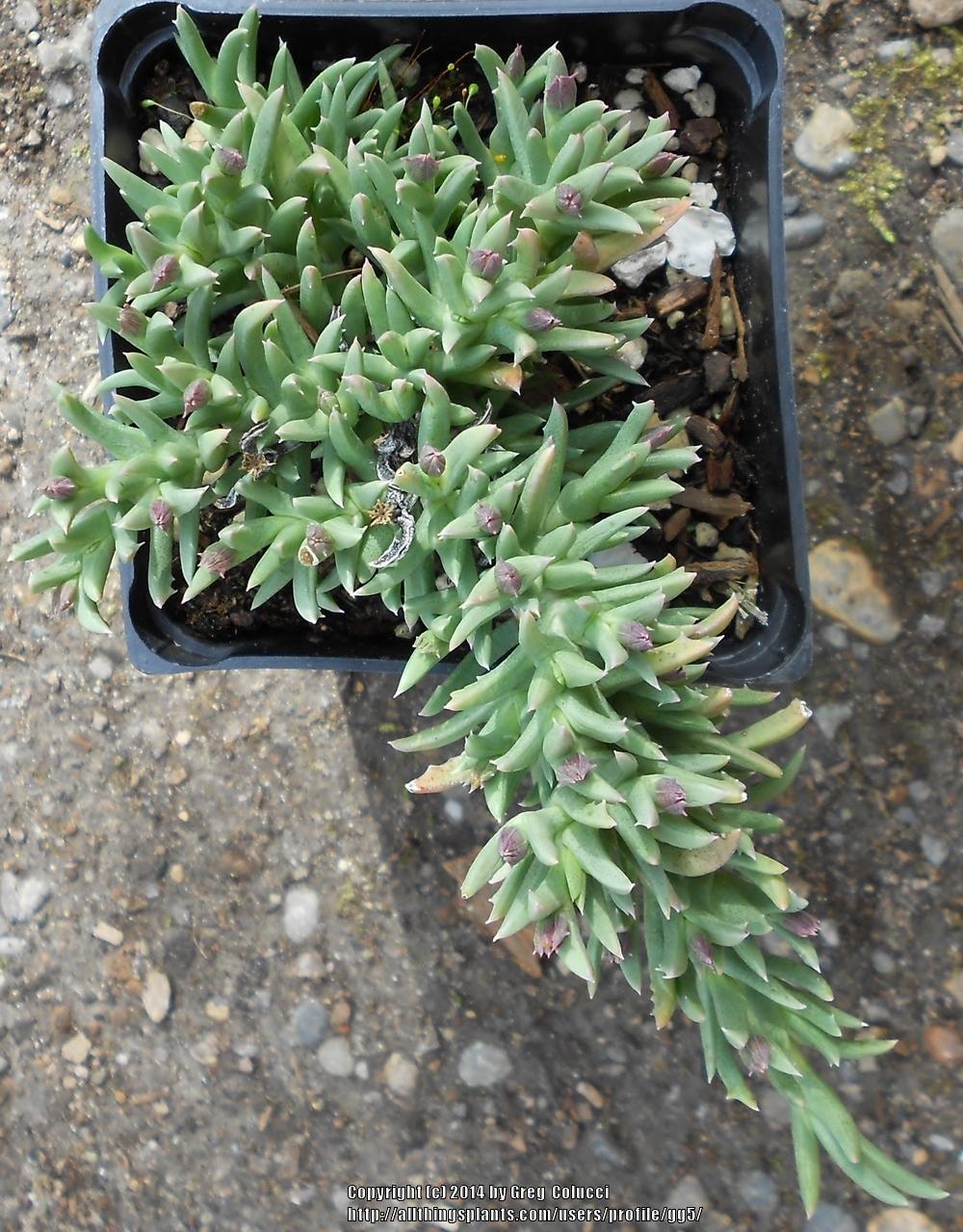 Photo of Creeping Shrubby Ice Plant (Ruschia pulvinaris) uploaded by gg5