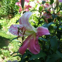 Location: Fireplace garden, middle.
Date: 2012-0703
Virused Orienpet lily Rosselini.